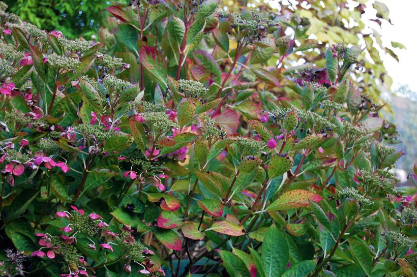 Schitterende Hortensia geeft kleur aan de onstuimige novemberdagen