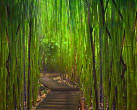 Bamboe in toom houden (video)