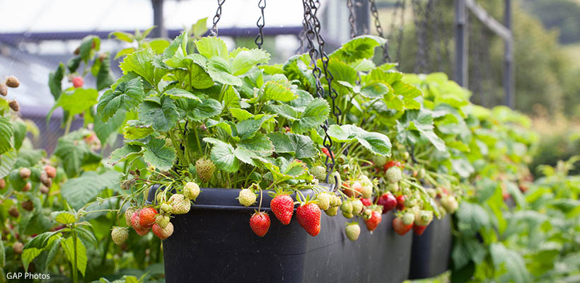 Uittreksel januari Schuldenaar Aardbeien kweken in een pot op terras of balkon - Groei & Bloei
