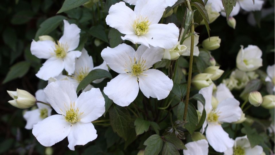 Clematis planten: dat doe bij voorkeur het najaar - Groei & Bloei