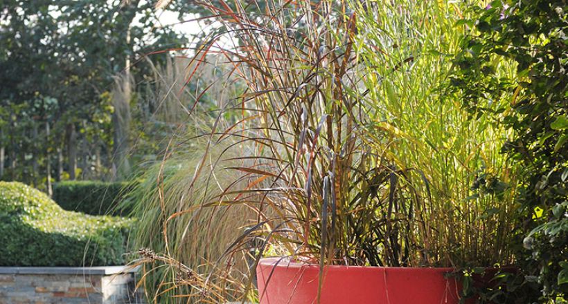 Schaduw over Nauwgezet Grassen in pot siergras - Groei & Bloei