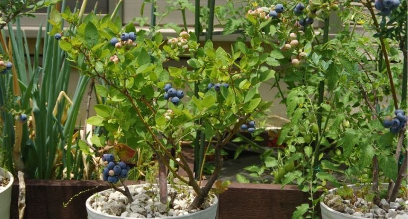 Blauwe bes in een pot kweken: zure potgrond en een zonnige plek - Groei &  Bloei