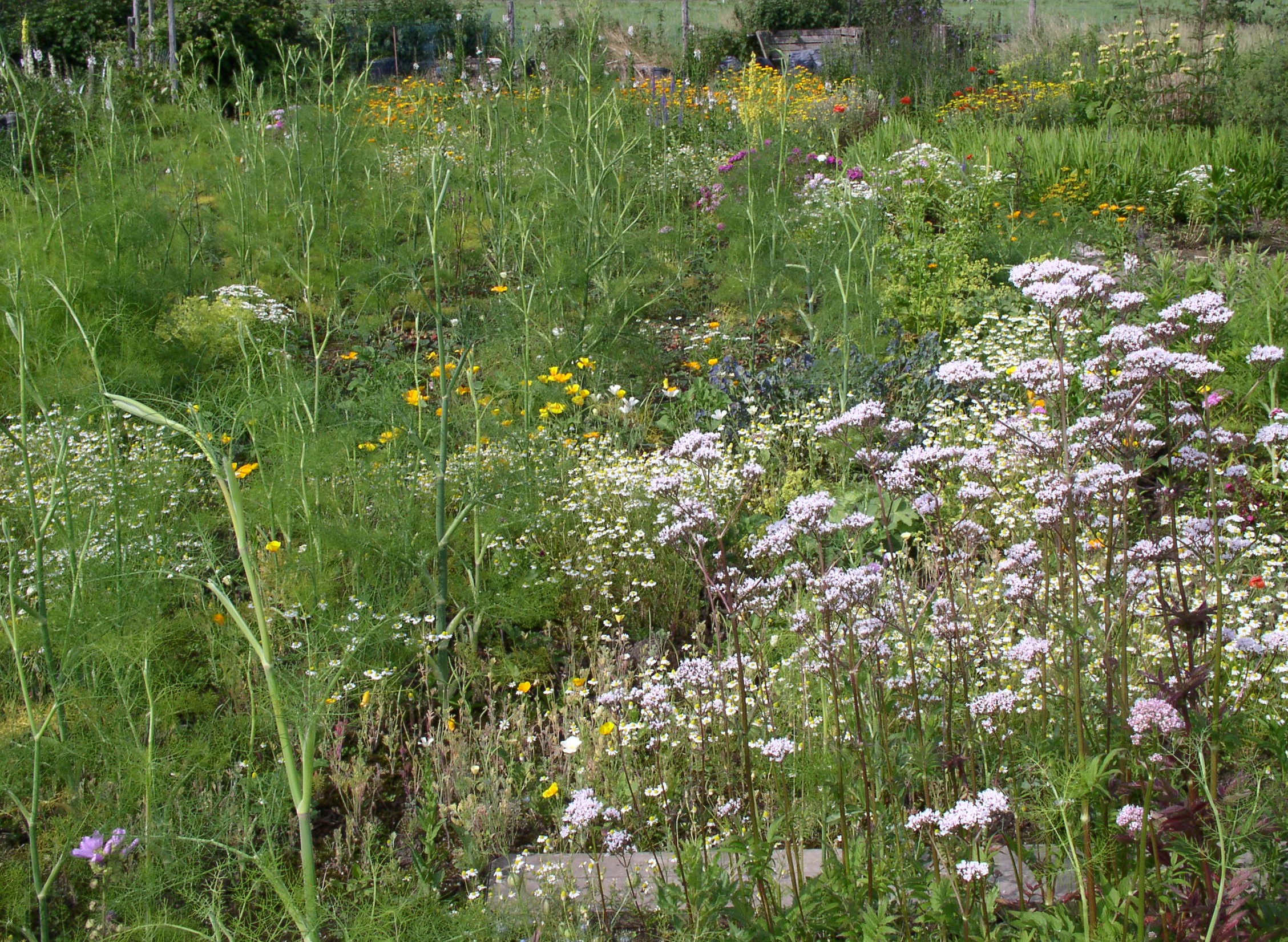 Week 26 2021 Volks(bloemen)tuin, slakken bestrijden