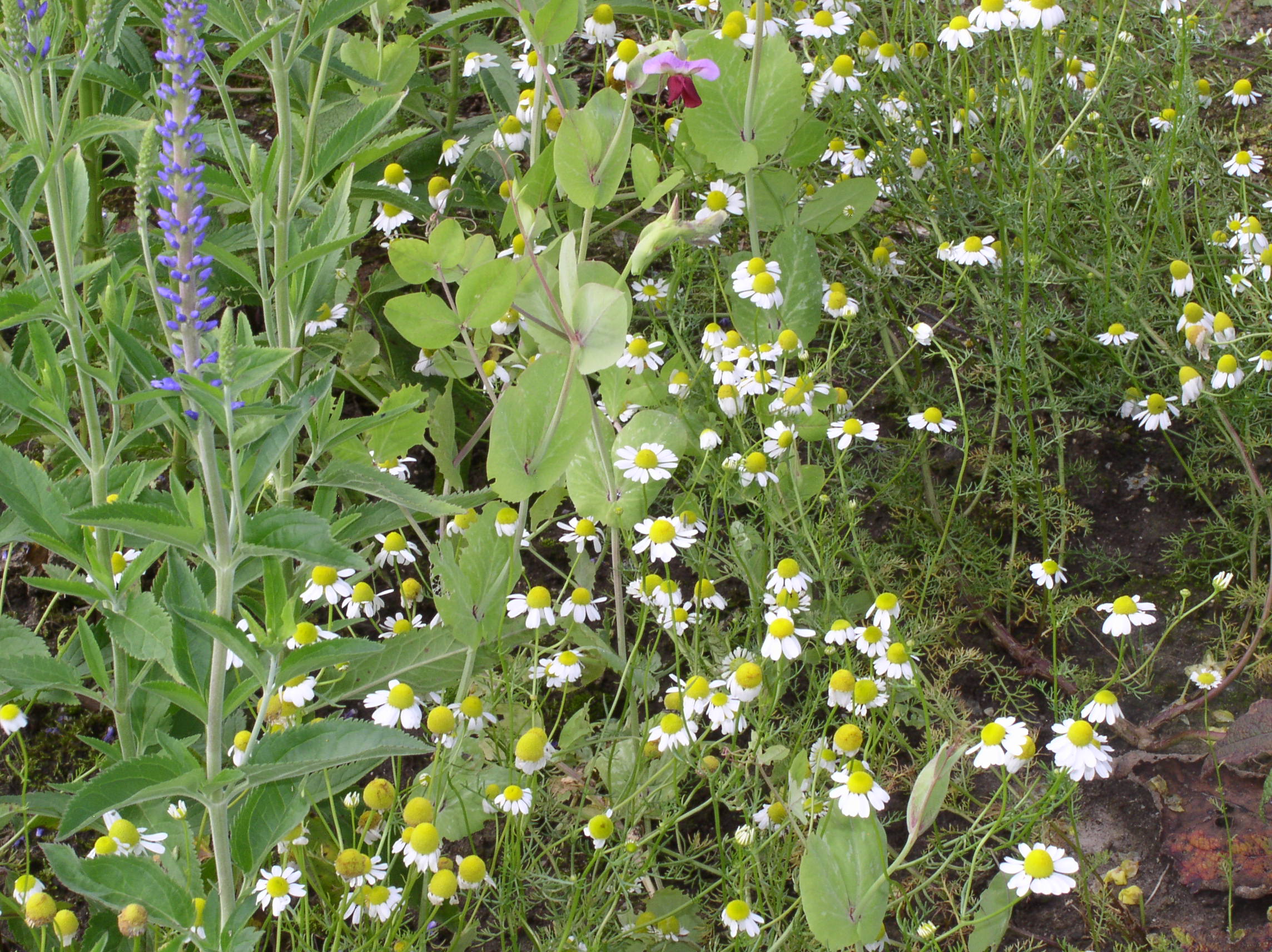 Week 26 2021 Volks(bloemen)tuin, slakken bestrijden