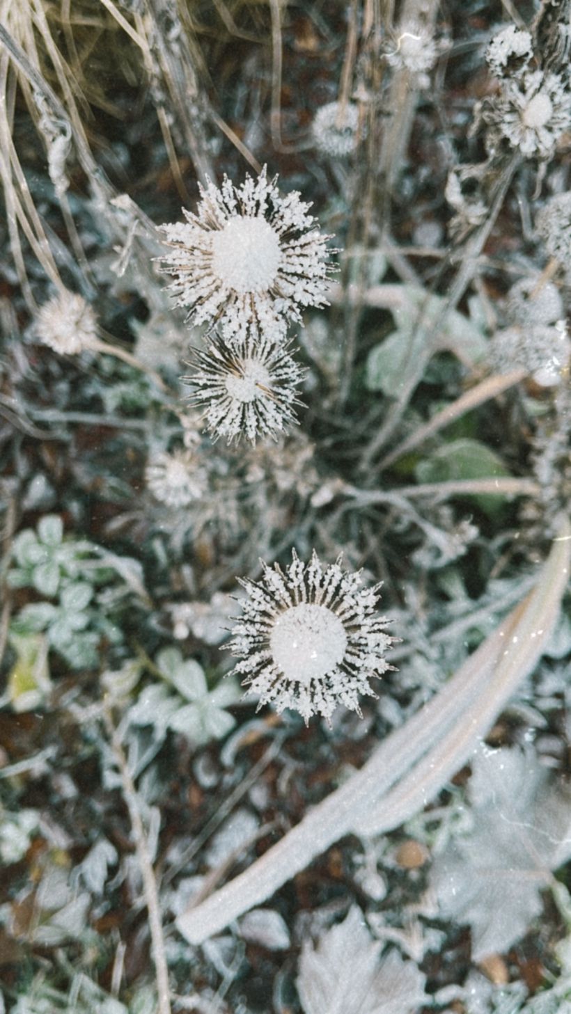 Bevroren uitgebloeide bloemen