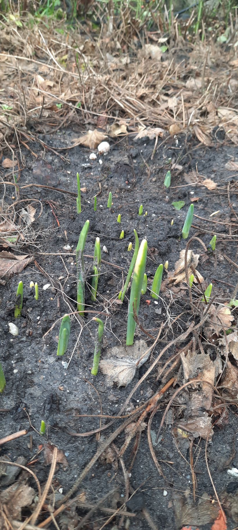 De lente schiet de grond uit
