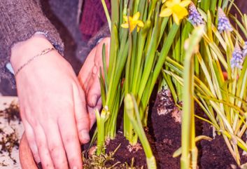 Lente in de winter