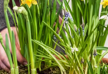 Lente in de winter