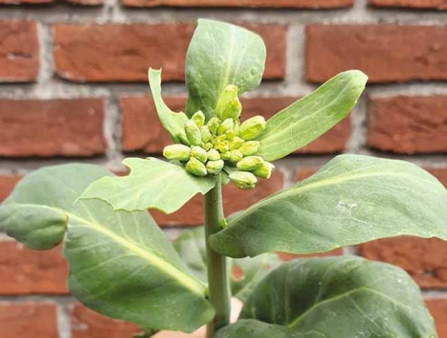 Zelf Aziatische groenten kweken en zaden bestellen