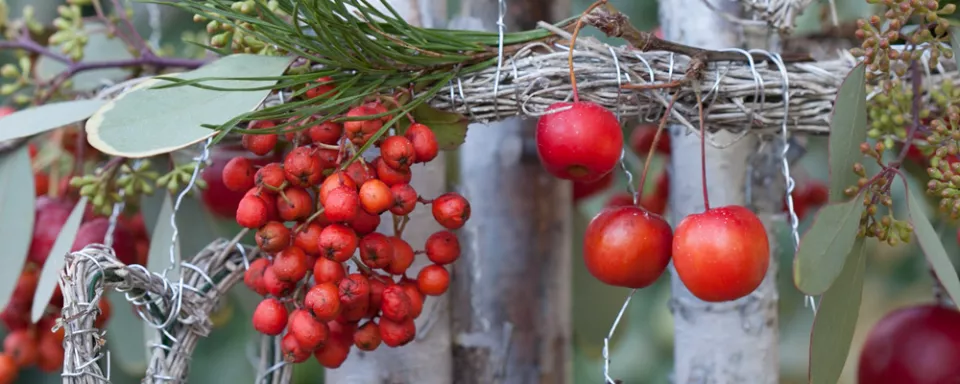 Afbeelding Oh Berkenboom