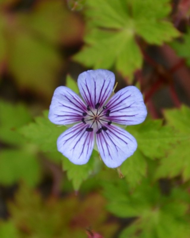De beste langbloeiende geraniums voor border en pot