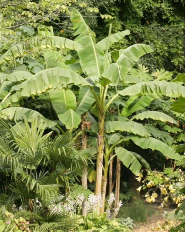 De beste winterharde jungleplanten voor je tuin