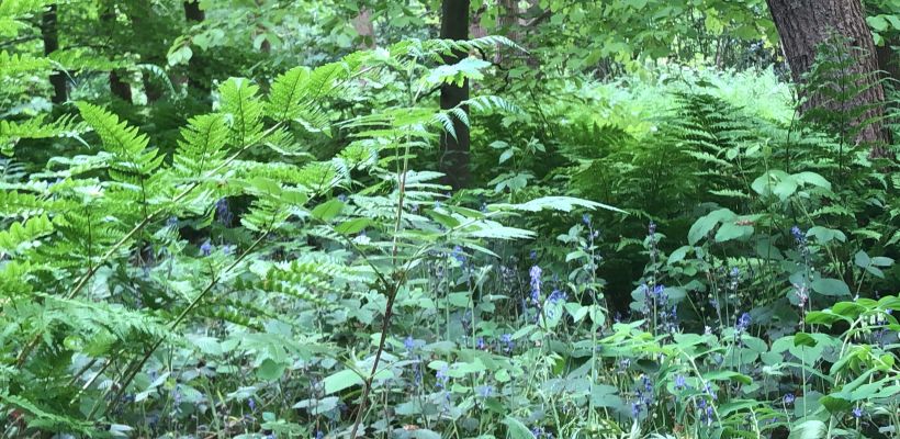 Een bos van draad - Blik op de tuin 1069/33/2022