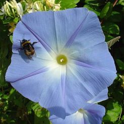 Hemelsblauwe klimmer met enorme bloemen (Ipomoea)