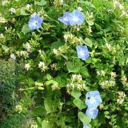 Hemelsblauwe klimmer met enorme bloemen (Ipomoea)