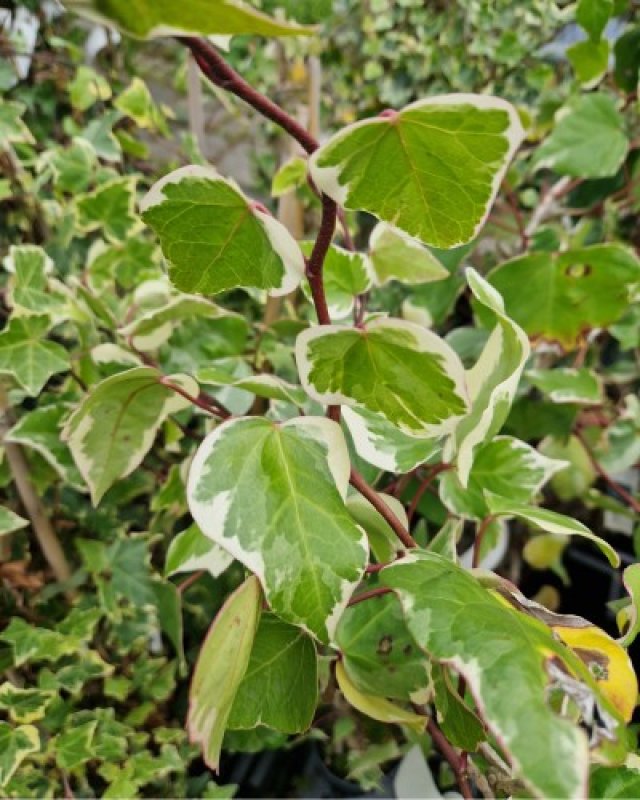 De beste klimopsoorten voor een duurzame tuin