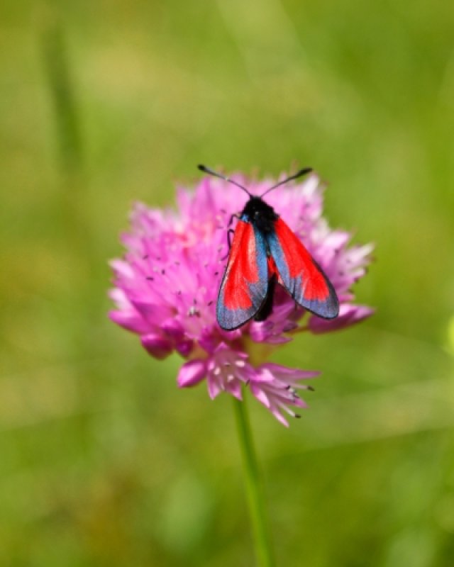 Groei & Bloei Bioblitz 2026: ontdek de biodiversiteit in je eigen tuin