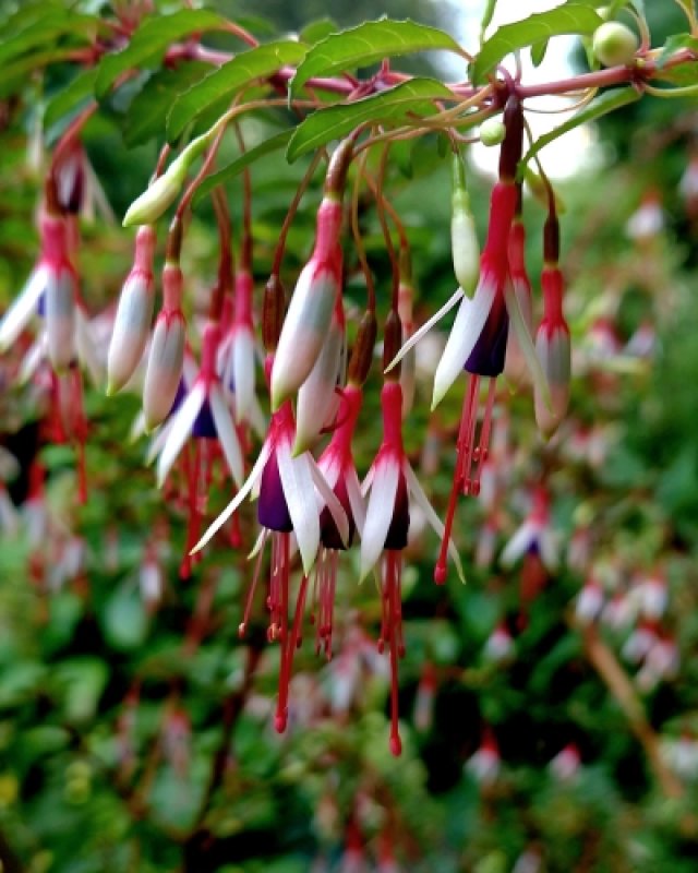 De comeback van de fuchsia: 7 winterharde soorten die lang bloeien