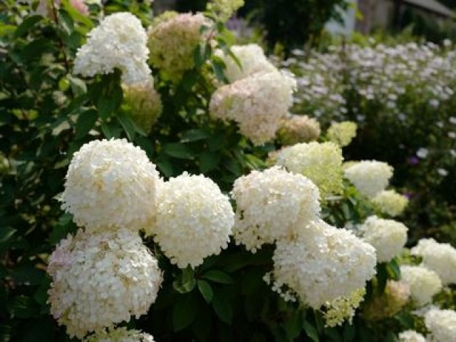 De pluimhortensia: 7 betrouwbare soorten voor elke tuin