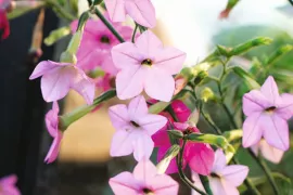 Zaden van laatbloeiers bestellen