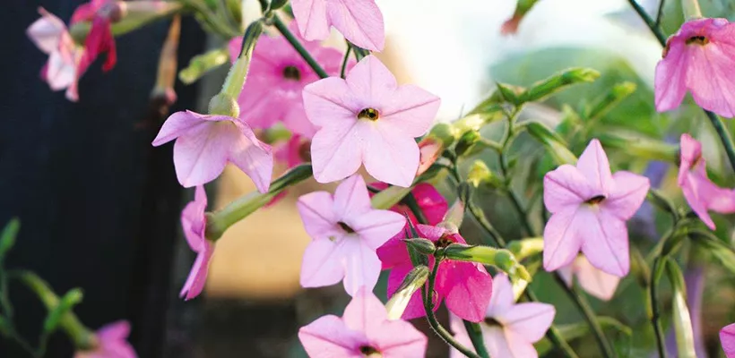 Zaden van laatbloeiers bestellen