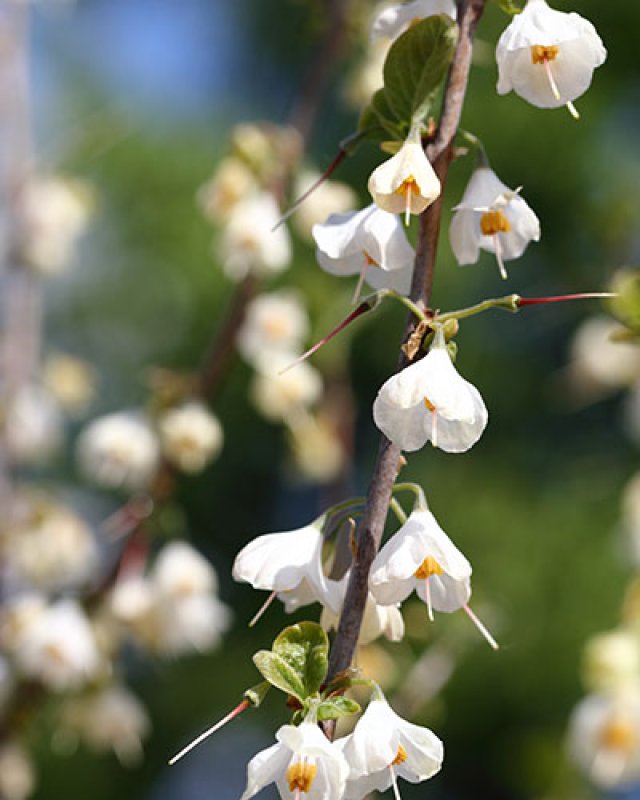De beste planten voor een kleine eetbare bostuin