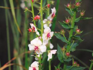 Zaden bestellen van o.a. kaardebol en muurbloem