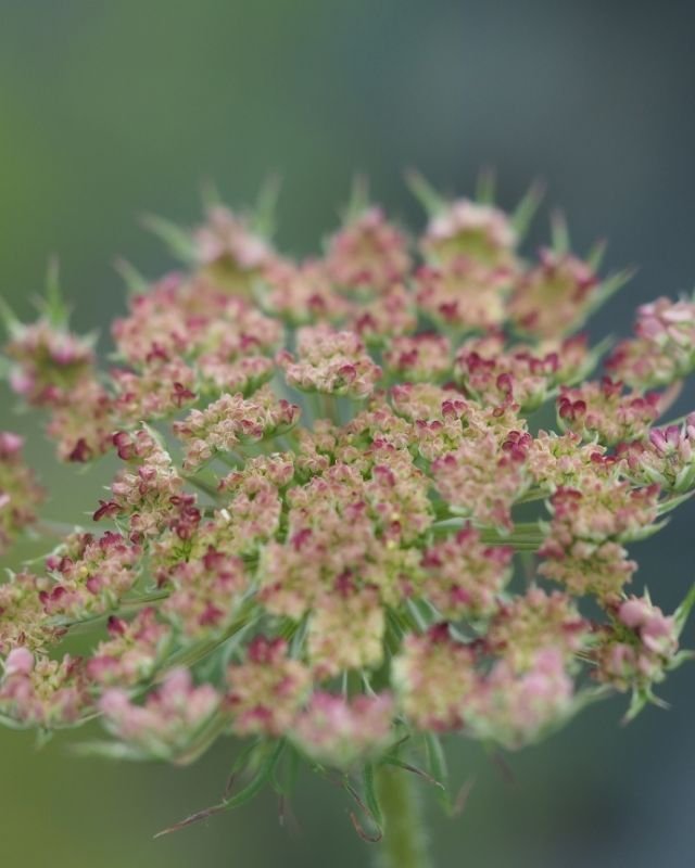 Koudekiemers zaaien in de winter: zo werkt het