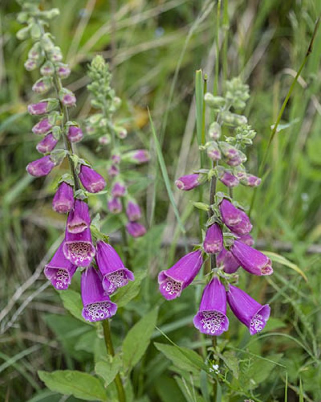 Slakken in de tuin? Kies voor planten die ze liever links laten liggen