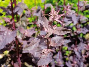 Zaden bestellen van winterharde Orlaya, Clarkia, Rode melde en Echium
