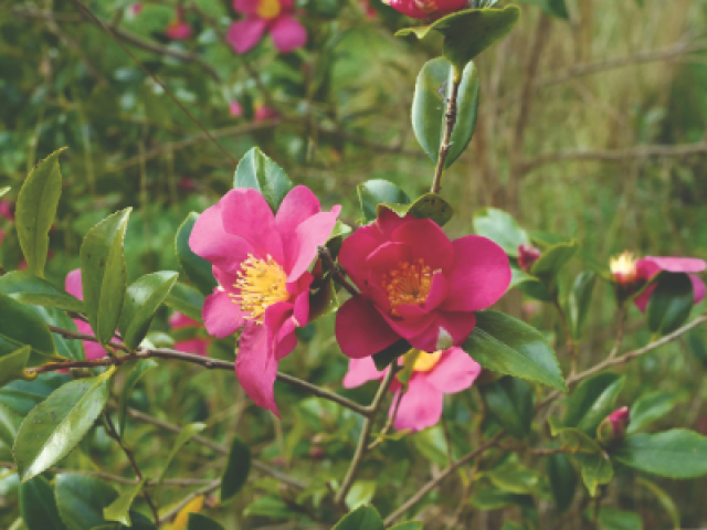 Met deze 7 planten zorg je voor een kleurrijke wintertuin
