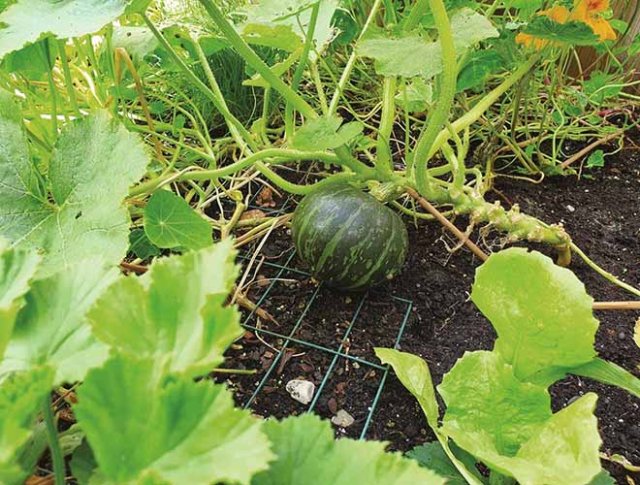 Zelf Aziatische groenten kweken en zaden bestellen