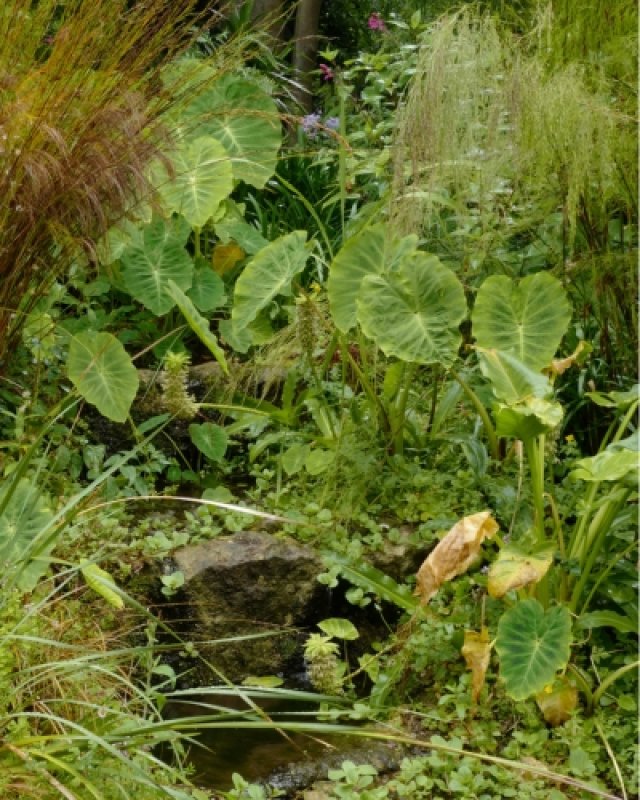 De beste winterharde jungleplanten voor je tuin
