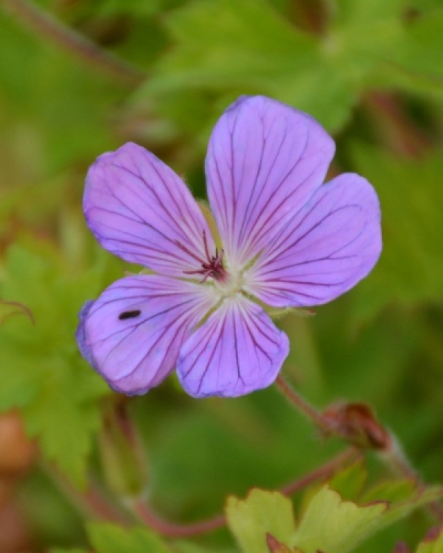De beste langbloeiende geraniums voor border en pot