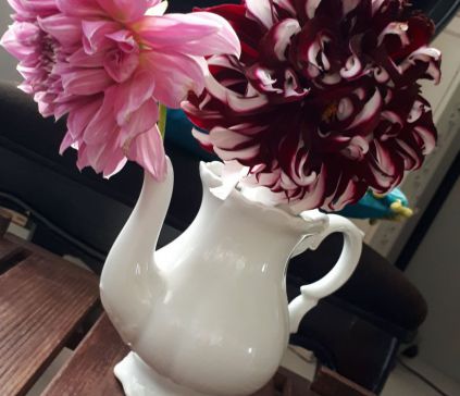 Kopjes Dahlia..?!
