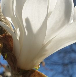 Stermagnolia in bloei