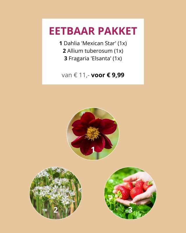 Vier biologische bloeipakketten voor een zomer vol kleur