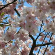 Prunus-hemel en tulpenfeest