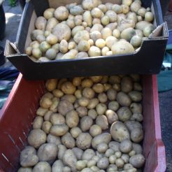 28-5  nieuwe aardappelen