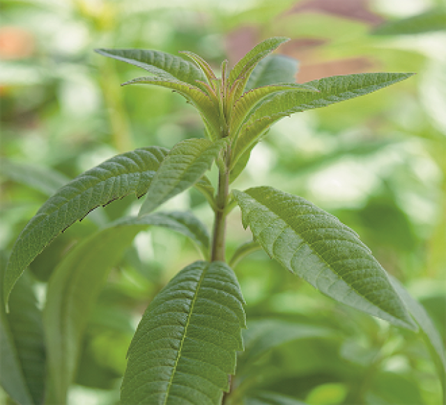 10 planten voor thee uit eigen tuin