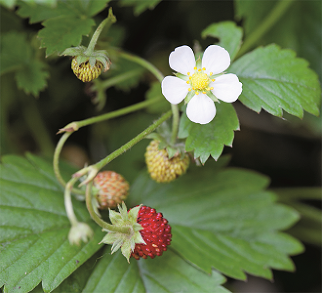 10 planten voor thee uit eigen tuin