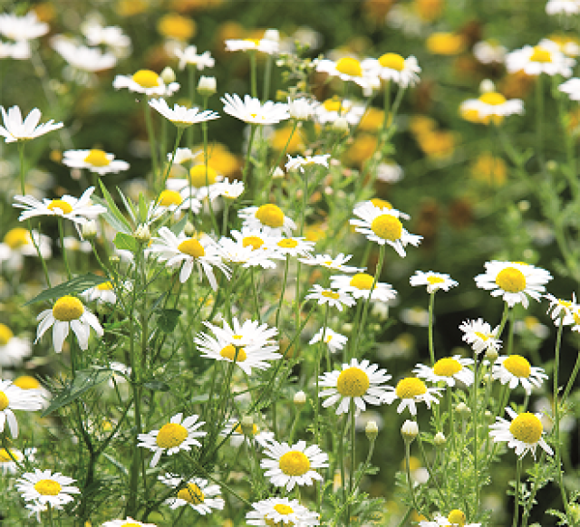 10 planten voor thee uit eigen tuin