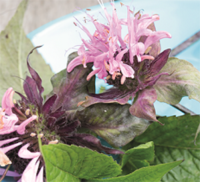 10 planten voor thee uit eigen tuin