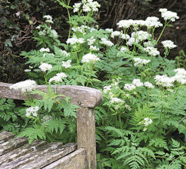 10 planten voor thee uit eigen tuin