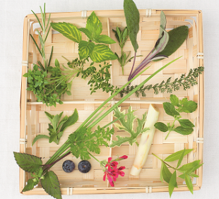 10 planten voor thee uit eigen tuin
