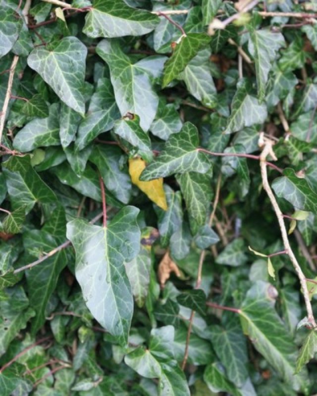 De beste klimopsoorten voor een duurzame tuin