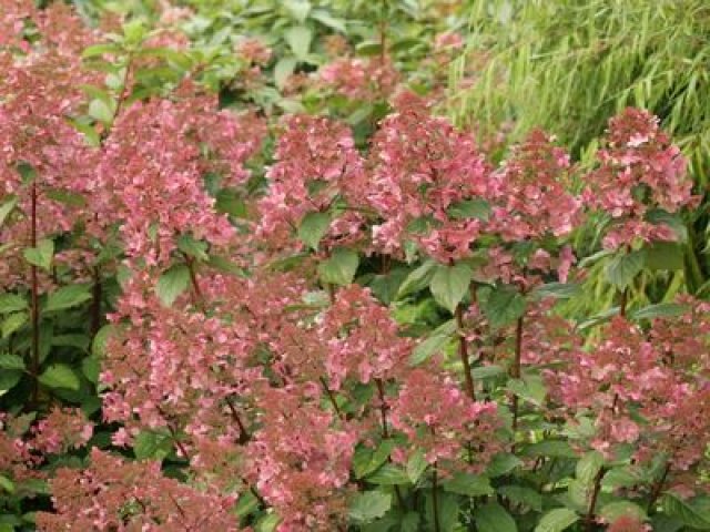 De pluimhortensia: 7 betrouwbare soorten voor elke tuin