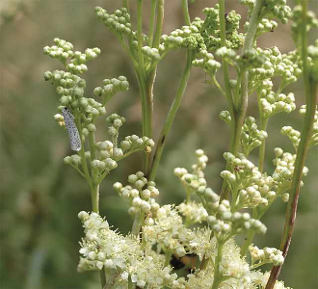 10 planten voor thee uit eigen tuin