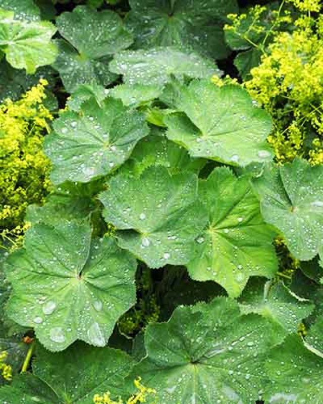 Slakken in de tuin? Kies voor planten die ze liever links laten liggen