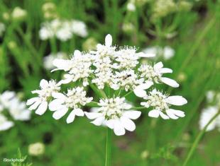 Zaden bestellen van winterharde Orlaya, Clarkia, Rode melde en Echium